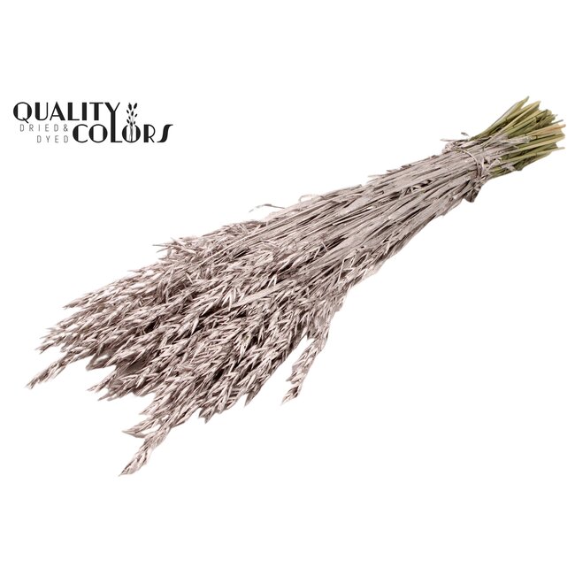 Gedroogde Haver | Kleur: Champagne | Avena droogbloemen | Lengte ± 60 centimeter | Gewicht 250 gram | Per bos