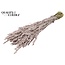 Gedroogde Haver | Kleur: Champagne | Avena droogbloemen | Lengte ± 60 centimeter | Gewicht 250 gram | Per bos