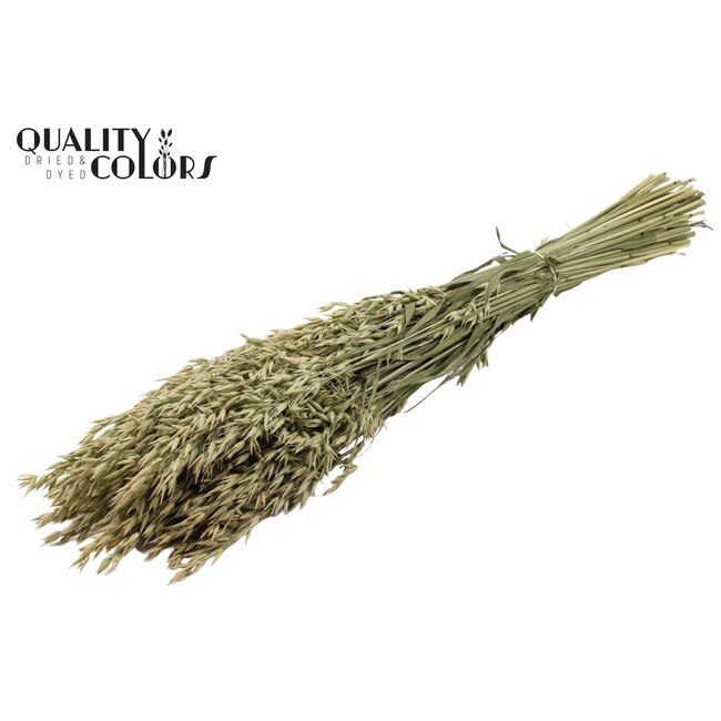 Gedroogde Haver | Kleur: Naturelle | Avena droogbloemen | Lengte ± 60 centimeter | Gewicht 250 gram | Per bos