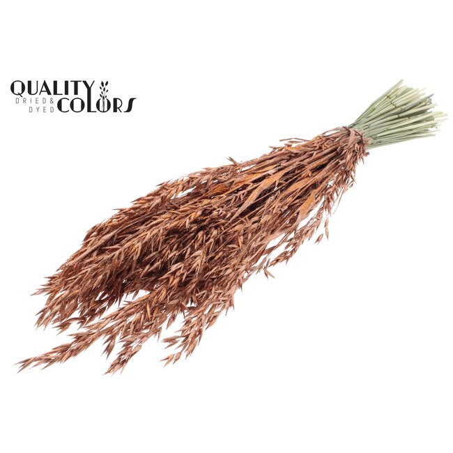 Dried Oats | Colour: Copper with Glitter | Avena dried flowers | Length ± 60 centimetres | Weight 250 grams | Per bunch