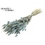 Dried Hare's Tails | Colour: Light Blue | Lagurus Ovatus Dried Flowers | Length ± 60 centimetres | Per Bunch