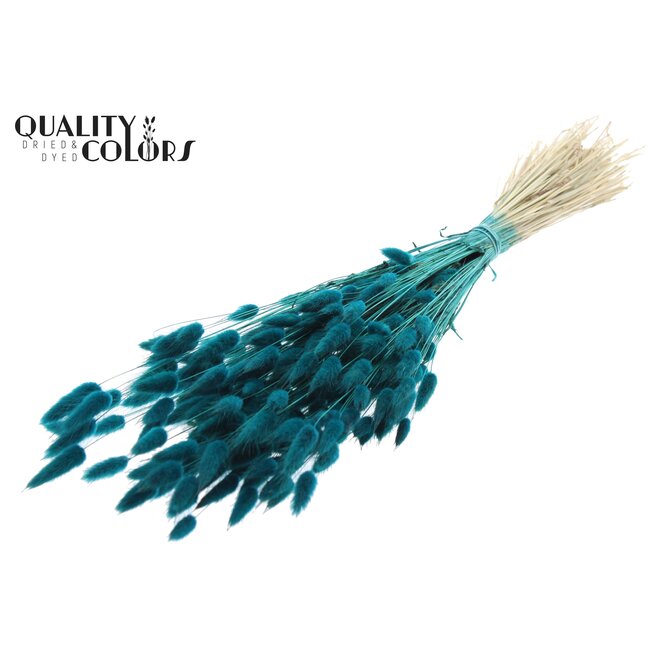 Dried Bunny Tails | Colour: Turquoise | Lagurus Ovatus dried flowers | Length ± 60 centimetres | Per bunch