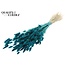 Dried Bunny Tails | Colour: Turquoise | Lagurus Ovatus dried flowers | Length ± 60 centimetres | Per bunch