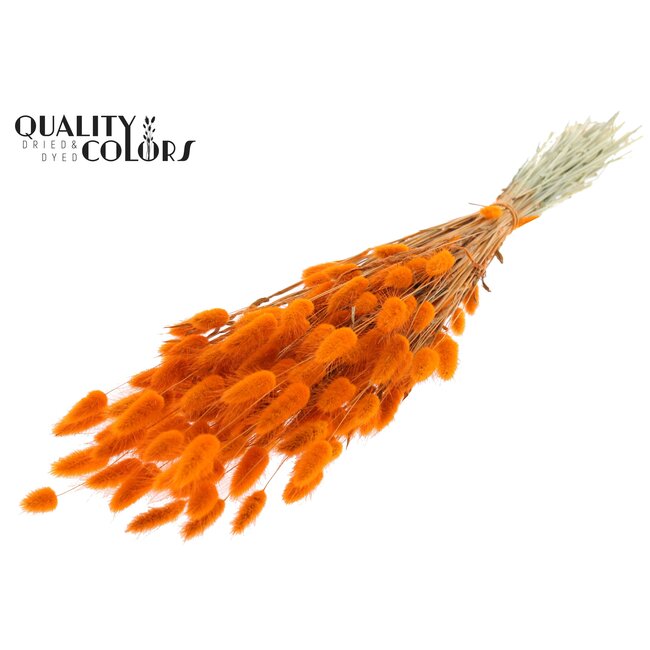 Dried Bunny Tails | Colour: Orange | Lagurus Ovatus dried flowers | Length ± 60 centimetres | Per bunch