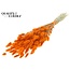 Dried Bunny Tails | Colour: Orange | Lagurus Ovatus dried flowers | Length ± 60 centimetres | Per bunch