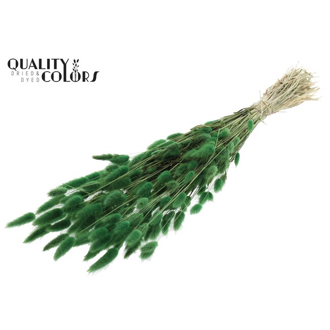 Dried Hare's Tail Grass | Colour: Green | Lagurus Ovatus dried flowers | Length ± 60 centimetres | Per bunch