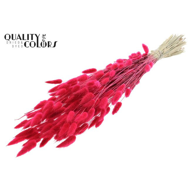 Dried Hare's Tails | Colour: Cherry-coloured | Lagurus Ovatus dried flowers | Length ± 60 centimetres | Per bunch