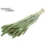 Dried Millet Sprays | Colour: Intense Frosted Mint Green | Millet Dried Flowers | Length ± 70 centimetres | Weight 200 grams | Per bunch