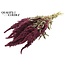 Dried Amaranthus | Colour: Natural Bordeaux | Cat's Tail Dried Flowers | Length ± 60 centimetres | Per bunch