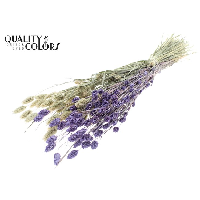 Dried Phalaris | Colour: Bicoloured Frosted Milk Purple | Canary Grass Dried Flowers | Length ± 60 centimetres | Weight 220 grams | Per bunch