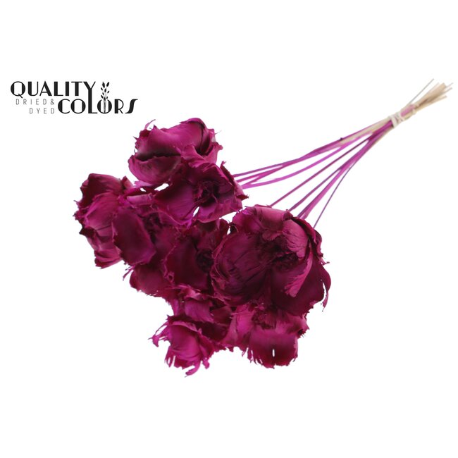 Dried Palm Cup on stem | Colour: Lilac | Length ± 50 centimetres | Per 10 stems