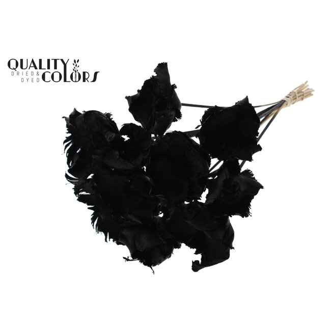 Dried Palm Cup on stem | Colour: Black | Length ± 50 centimetres | Per 10 stems