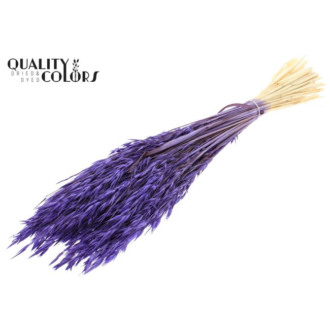 Dried Oats | Colour: Intense Purple | Avena dried flowers | Length ± 60 centimetres | Weight 200 grams | Per bunch