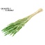 Dried Wheat | Colour: Intense Frosted Mint Green | Triticum Dried Flowers | Length ± 60 centimetres | Weight 100 grams | Per bunch