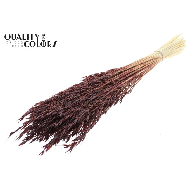 Dried Oats | Colour: Intense Brown | Avena dried flowers | Length ± 60 centimetres | Weight 200 grams | Per bunch