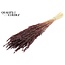 Gedroogde Haver | Kleur: Intens Bruin | Avena droogbloemen | Lengte ± 60 centimeter | Gewicht 200 gram | Per bos
