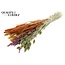 Dried Flower Mix Bouquet | Pumpkin Spice | Colour: Mixed Colours | Length ± 60 centimetres | Per bunch