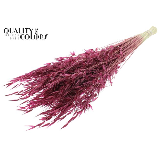 Gedroogde Wilde Haver | Kleur: Bordeauxrood | Wilde Avena Droogbloemen | Lengte ± 70 centimeter | Gewicht 100 gram | Per bos