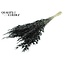 Dried Wild Oats | Colour: Black | Wild Avena Dried Flowers | Length ± 70 centimetres | Weight 100 grams | Per bunch