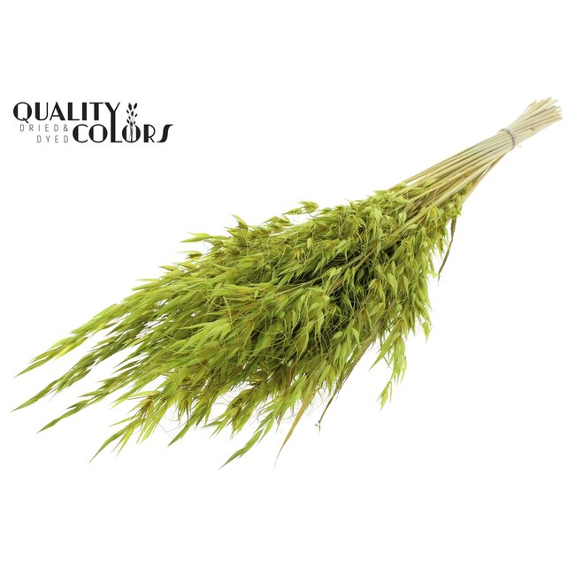 Dried Wild Oats | Colour: Light Green | Wild Avena Dried Flowers | Length ± 70 centimetres | Weight 100 grams | Per bunch