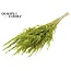 Dried Wild Oats | Colour: Light Green | Wild Avena Dried Flowers | Length ± 70 centimetres | Weight 100 grams | Per bunch