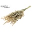 Gedroogde Wilde Haver | Kleur: Frosted Wit | Wilde Avena Droogbloemen | Lengte ± 70 centimeter | Gewicht 100 gram | Per bos
