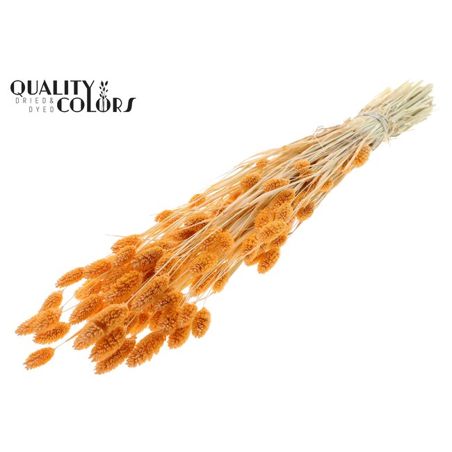 Dried Phalaris | Colour: Intense Salmon | Canary Grass Dried Flowers | Length ± 70 centimetres | Weight 220 grams | Per bunch