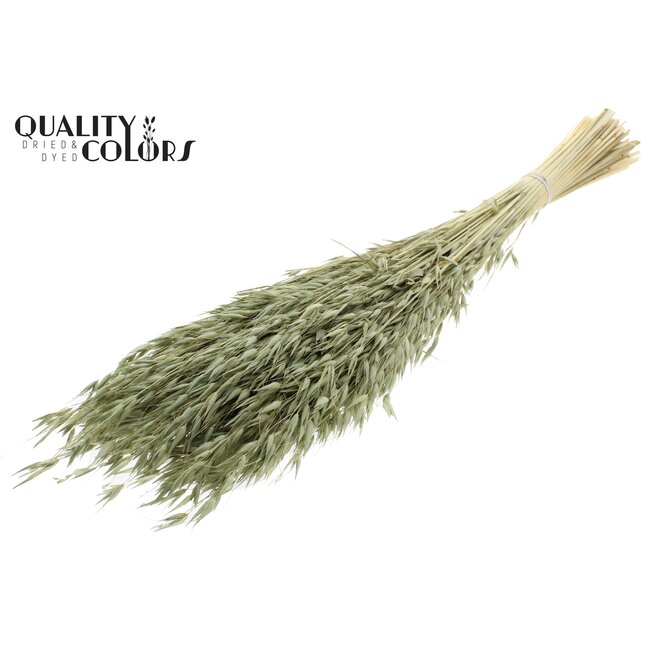 Dried Oats | Colour: Intense Olive Green | Avena dried flowers | Length ± 60 centimetres | Weight 200 grams | Per bunch