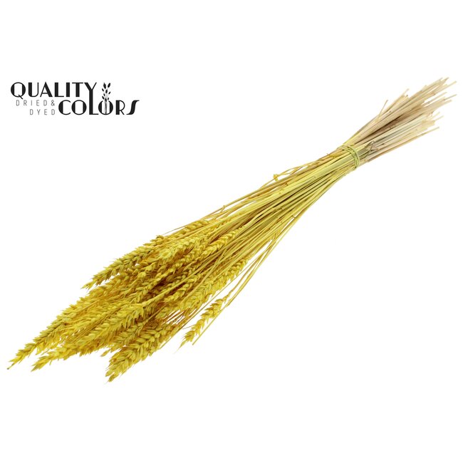Dried Wheat | Colour: Intense Yellow | Triticum Dried Flowers | Length ± 60 centimetres | Weight 100 grams | Per bunch