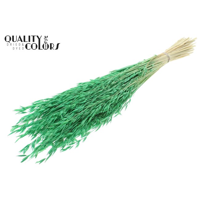 Dried Oats | Colour: Intense Mint Green | Avena dried flowers | Length ± 60 centimetres | Weight 200 grams | Per bunch