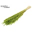 Dried Oats | Colour: Intense Green | Avena dried flowers | Length ± 60 centimetres | Weight 200 grams | Per bunch
