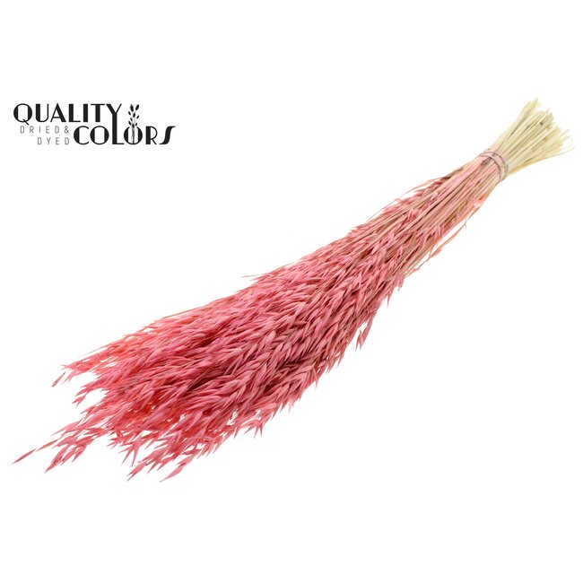 Dried Oats | Colour: Intense Frosted Pink | Avena dried flowers | Length ± 60 centimetres | Weight 200 grams | Per bunch