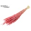 Dried Oats | Colour: Intense Frosted Pink | Avena dried flowers | Length ± 60 centimetres | Weight 200 grams | Per bunch