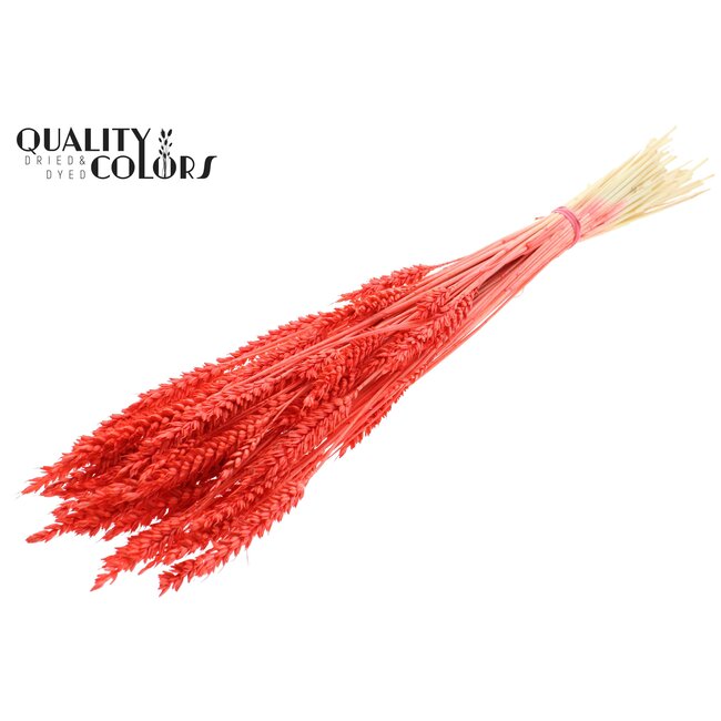 Dried Wheat | Colour: Intense Coral | Triticum Dried Flowers | Length ± 60 centimetres | Weight 100 grams | Per bunch