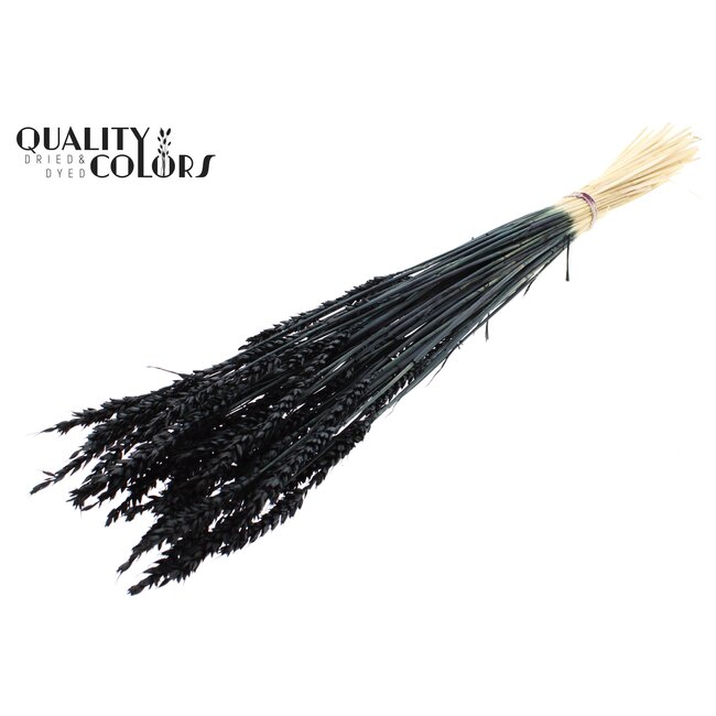 Dried Wheat | Colour: Intense Black | Triticum Dried Flowers | Length ± 60 centimetres | Weight 100 grams | Per bunch