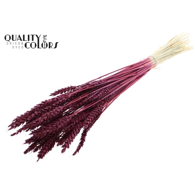 Dried Wheat | Colour: Intense Bordeaux Red | Triticum Dried Flowers | Length ± 60 centimetres | Weight 100 grams | Per bunch