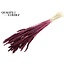 Dried Wheat | Colour: Intense Bordeaux Red | Triticum Dried Flowers | Length ± 60 centimetres | Weight 100 grams | Per bunch