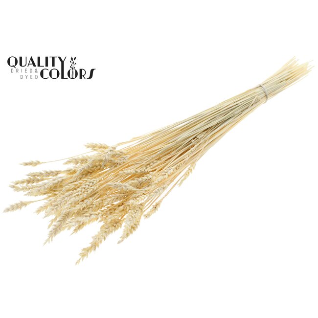 Dried Wheat | Colour: White Bleached | Triticum Dried Flowers | Length ± 60 centimetres | Weight 100 grams | Per bunch
