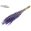 Dried Oats | Colour: Intense Frosted Milka Purple | Avena dried flowers | Length ± 60 centimetres | Weight 200 grams | Per bunch