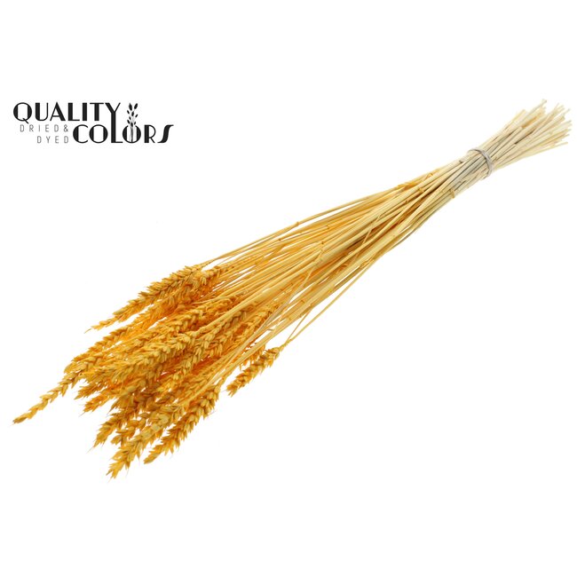 Dried Wheat | Colour: Intense Apricot | Triticum Dried Flowers | Length ± 60 centimetres | Weight 100 grams | Per bunch