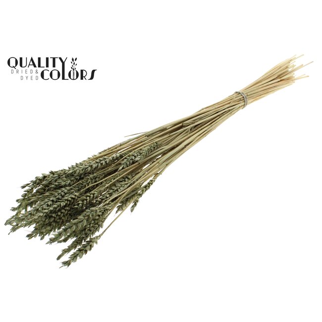 Dried Wheat | Colour: Intense Olive Green | Triticum Dried Flowers | Length ± 60 centimetres | Weight 100 grams | Per bunch