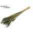 Dried Wheat | Colour: Intense Olive Green | Triticum Dried Flowers | Length ± 60 centimetres | Weight 100 grams | Per bunch