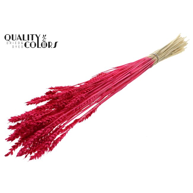 Dried Wheat | Colour: Intense Cherry Red | Triticum Dried Flowers | Length ± 60 centimetres | Weight 100 grams | Per bunch