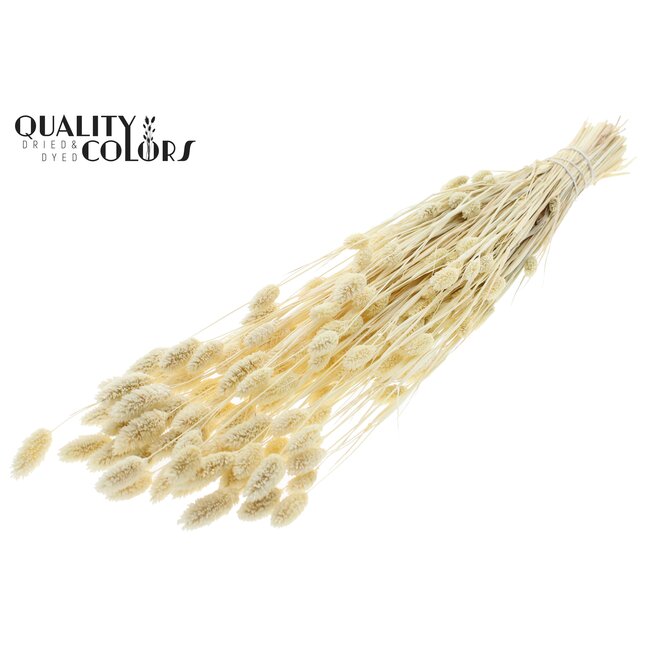Dried Phalaris | Colour: Bleached | Canary Grass Dried Flowers | Length ± 70 centimetres | Weight 220 grams | Per bunch