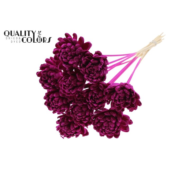 Shola Houten Roos op stok | Kleur: Lilakleurig | Shola New Beauty Rose Bijsteker | Diameter roos 8 centimeter | Lengte bijsteker ± 50 centimeter | Per 10 bijstekers