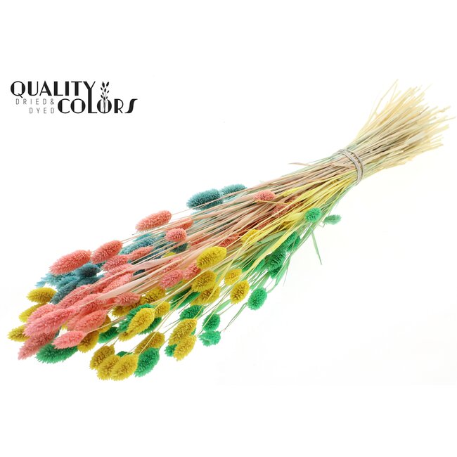 Dried Phalaris | Pastel Fluor | Colour: Mixed Colours | Canary Grass Dried Flowers | Length ± 70 centimetres | Weight 220 grams | Per bunch