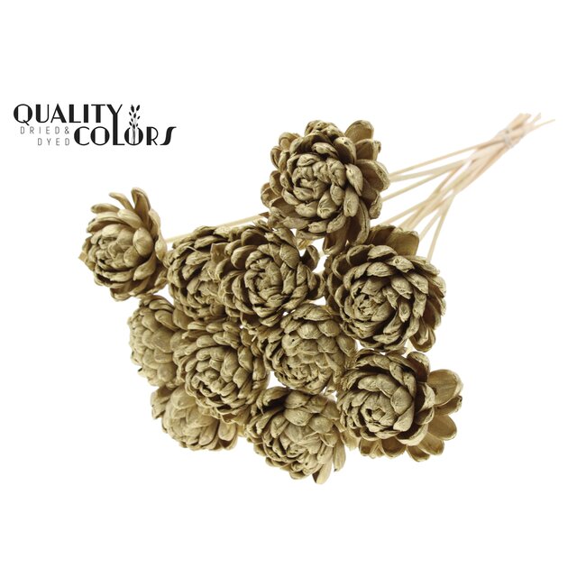 Shola Houten Roos op stok | Kleur: Goudkleurig | Shola New Beauty Rose Bijsteker | Diameter roos 8 centimeter | Lengte bijsteker ± 50 centimeter | Per 10 bijstekers