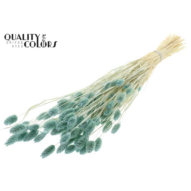 Dried Phalaris | Colour: Intense Light Blue | Canary Grass Dried Flowers | Length ± 70 centimetres | Weight 220 grams | Per bunch