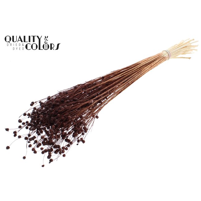 Dried Flax | Colour: Intense Brown | Linum Dried Flowers | Length ± 70 centimetres | Weight 100 grams | Per bunch