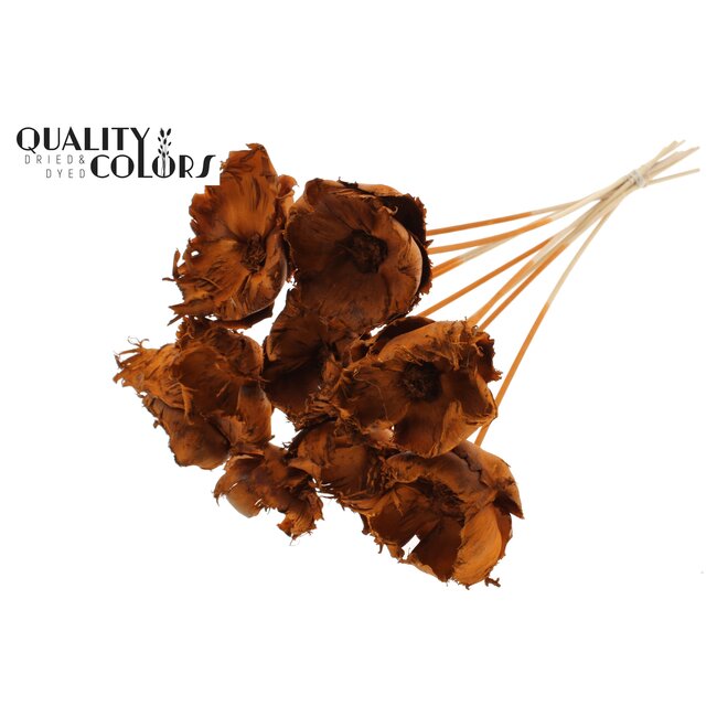 Dried Palm Cup on stem | Colour: Terracotta | Length ± 50 centimetres | Per 10 stems